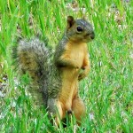 Squirrel
