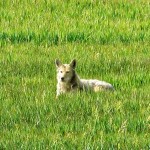 These coyotes were just hanging out by the road