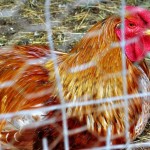 This Rooster was a loud mouth