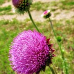 Thistles