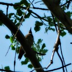 Woody (Woodpecker)