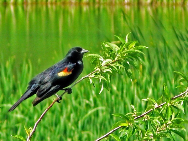 Red-winged-blackbird-121597701312563